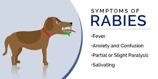 Rabies vaccination program in Aluwara
